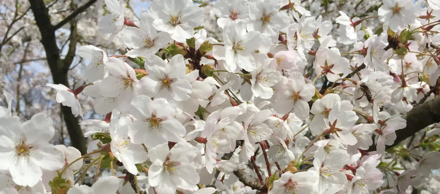 VB Gesundheitspraxis - Kirschblüte